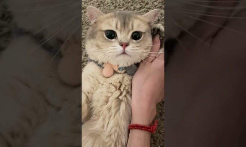 Cute baby animals Videos Compilation cutest moment of the animals - Cutest Puppies