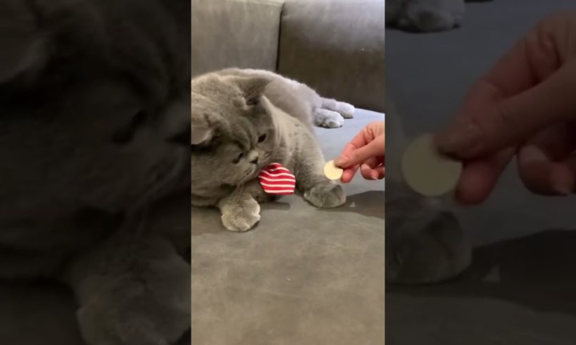 Cute baby animals Videos Compilation cutest moment of the animals - Cutest Puppies