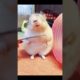 Cute Puppies Animals Videos Compilation cutest moment of the animals Funniest & Cutest #short