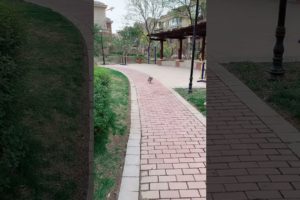 Cute Puppies Doing Funny Things, Cutest Puppies in Tiktok 2022 #Short3058