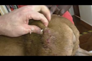Removing Monster Mango worms From Helpless Dog ! Animal Rescue Video 2022 #2