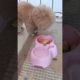 Cutest puppies 🥰 Dogs Are the Best🥰Cute Pomeranian