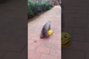 Cute Puppies Doing Funny Things, Cutest Puppies in Tiktok 2022 #Short3057