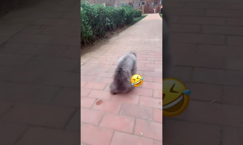 Cute Puppies Doing Funny Things, Cutest Puppies in Tiktok 2022 #Short3057