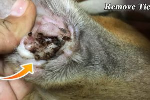 Removing Monster Ticks From Helpless Dog ! Animal Rescue Video 2022