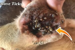 Removing Monster Ticks From Helpless Dog ! Animal Rescue Video 2022