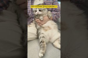 FUNNY KITTEN | CUTE KITTEN | PLAYING KITTEN | CUTE ANIMALS #shorts