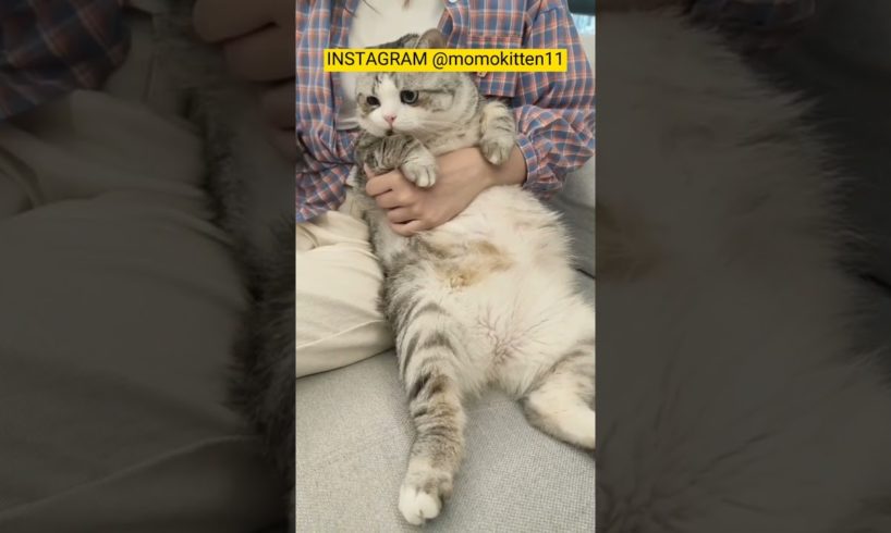 FUNNY KITTEN | CUTE KITTEN | PLAYING KITTEN | CUTE ANIMALS #shorts