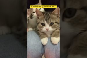 FUNNY KITTEN | CUTE KITTEN | PLAYING KITTEN | CUTE ANIMALS #shorts