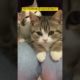 FUNNY KITTEN | CUTE KITTEN | PLAYING KITTEN | CUTE ANIMALS #shorts