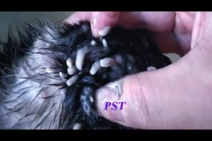 Removing Monster Mango worms From Helpless Dog ! Animal Rescue Video 2021 #6