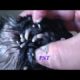 Removing Monster Mango worms From Helpless Dog ! Animal Rescue Video 2021 #6