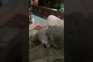 Cute Puppies Doing Funny Things, Cutest Puppies in Tiktok 2022 #Short3048