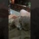 Cute Puppies Doing Funny Things, Cutest Puppies in Tiktok 2022 #Short3048