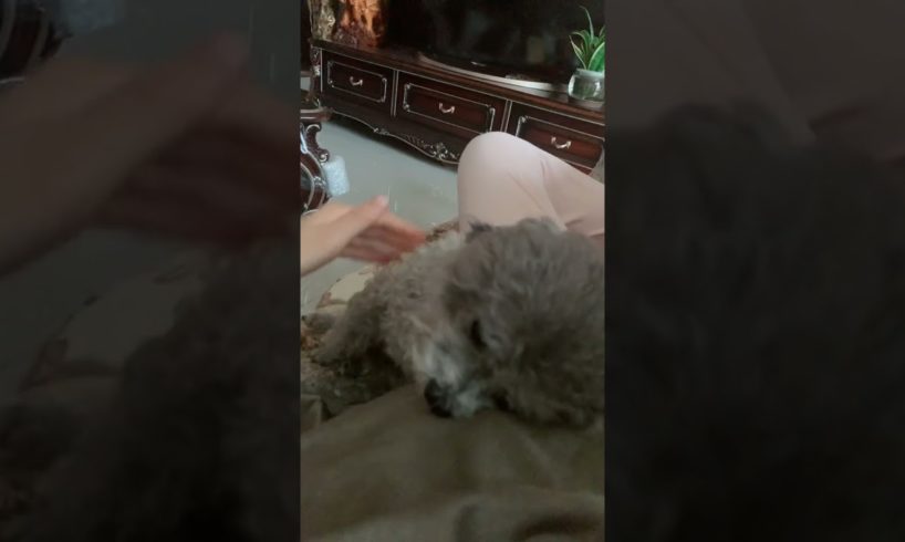 Cute Puppies Doing Funny Things, Cutest Puppies in Tiktok 2022 #Short3048