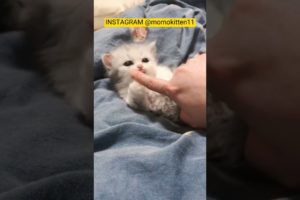 FUNNY KITTEN | CUTE KITTEN | PLAYING KITTEN | CUTE ANIMALS #fypシ