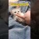 FUNNY KITTEN | CUTE KITTEN | PLAYING KITTEN | CUTE ANIMALS #fypシ