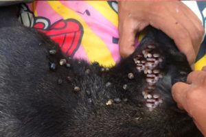 Removing Monster Ticks From Helpless Dog ! Animal Rescue Video 2022 #6