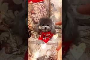 Cute Puppies Doing Funny Things, Cutest Puppies in Tiktok 2022 #Short3105
