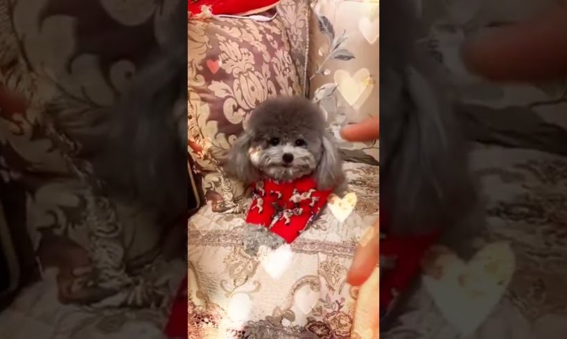 Cute Puppies Doing Funny Things, Cutest Puppies in Tiktok 2022 #Short3105