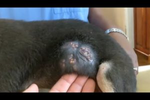 Removing Monster Mango worms From Helpless Dog! Animal Rescue Video 2022 #4A