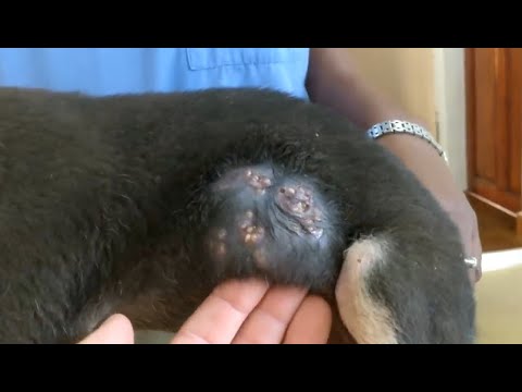 Removing Monster Mango worms From Helpless Dog! Animal Rescue Video 2022 #4A