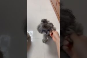 Cute Puppies Doing Funny Things, Cutest Puppies in Tiktok 2022 #Short3087