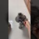 Cute Puppies Doing Funny Things, Cutest Puppies in Tiktok 2022 #Short3087