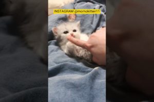 FUNNY KITTEN | CUTE KITTEN | PLAYING KITTEN | CUTE ANIMALS #fypシ