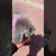 Cute Puppies Doing Funny Things, Cutest Puppies in Tiktok 2022 #Short3142