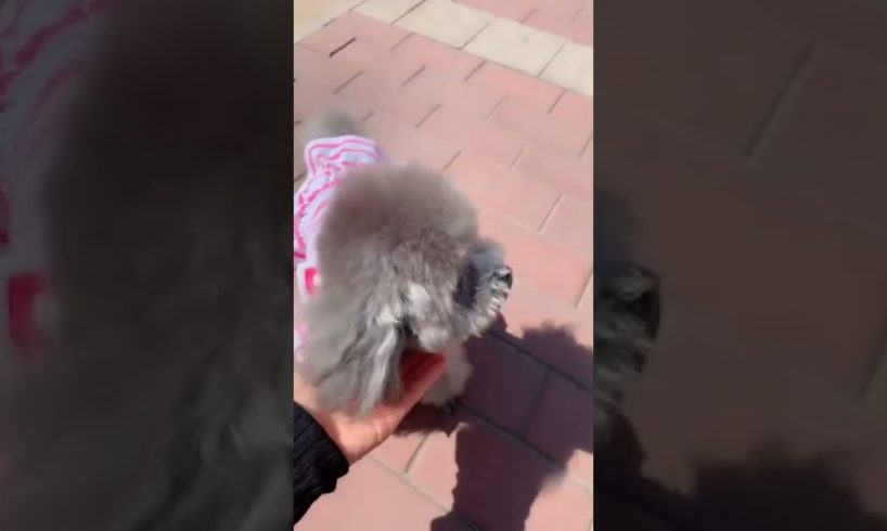 Cute Puppies Doing Funny Things, Cutest Puppies in Tiktok 2022 #Short3142