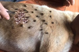 Removing Monster Ticks From Helpless Dog ! Animal Rescue Video 2022 #7