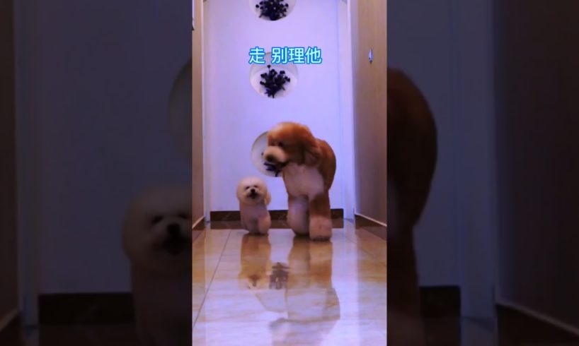 Cutest puppies 🥰 Dogs Are the Best🥰Cute Pomeranian