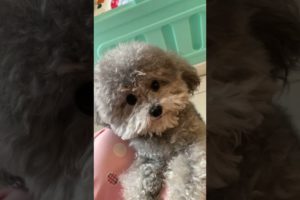 Cute Puppies Doing Funny Things, Cutest Puppies in Tiktok 2022 #Short3107