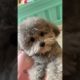 Cute Puppies Doing Funny Things, Cutest Puppies in Tiktok 2022 #Short3107
