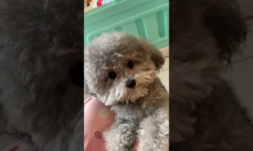 Cute Puppies Doing Funny Things, Cutest Puppies in Tiktok 2022 #Short3107