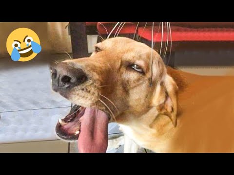 Funniest Dogs And Cats Ever 🐧 - Best Funny Animal Videos Of The 2022