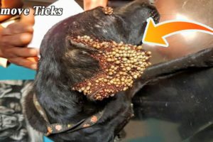 Removing Monster Ticks From Helpless Dog ! Animal Rescue Video 2022 #8