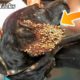 Removing Monster Ticks From Helpless Dog ! Animal Rescue Video 2022 #8