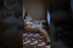 Cute baby animals Videos Compilation cutest moment of the animals - Cutest Puppies