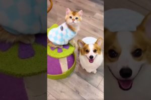Cute baby animals Videos Compilation cutest moment of the animals - Cutest Puppies