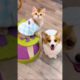Cute baby animals Videos Compilation cutest moment of the animals - Cutest Puppies