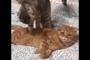 Cute baby animals Videos Compilation cutest moment of the animals - Cutest Puppies