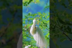 Cute baby animals Videos Compilation cutest moment of the animals - Cutest Puppies