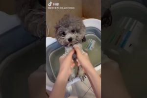 Cute Puppies Doing Funny Things, Cutest Puppies in Tiktok 2022 #Short2962