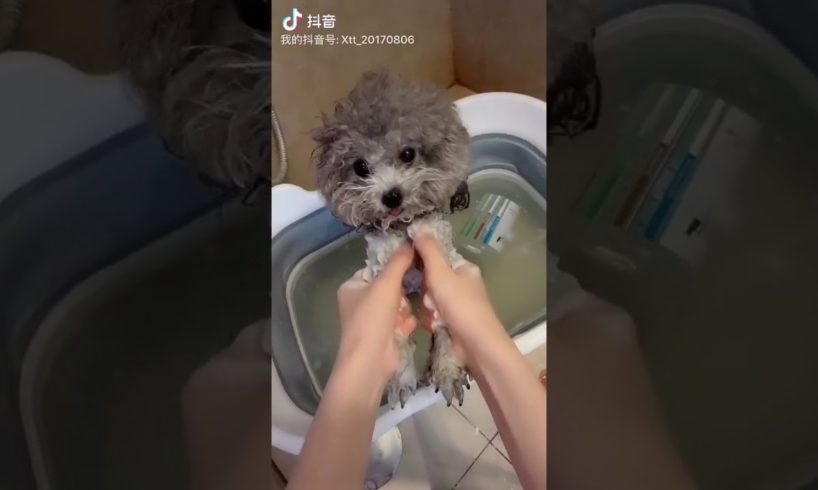 Cute Puppies Doing Funny Things, Cutest Puppies in Tiktok 2022 #Short2962