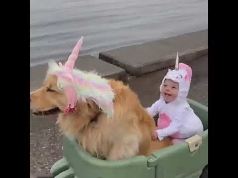 Cute baby animals Videos Compilation cutest moment of the animals - Cutest Puppies