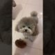 Cute Puppies Doing Funny Things, Cutest Puppies in Tiktok 2022 #Short2984