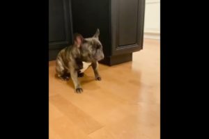 Frenchies Puppies ❤️ Ultimate Cutest PUPPIES Frenchie Dogs🐶 #Frenchie #Shorts #FunnyDogs
