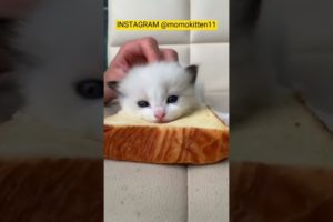 FUNNY KITTEN | CUTE KITTEN | PLAYING KITTEN | CUTE ANIMALS #shorts